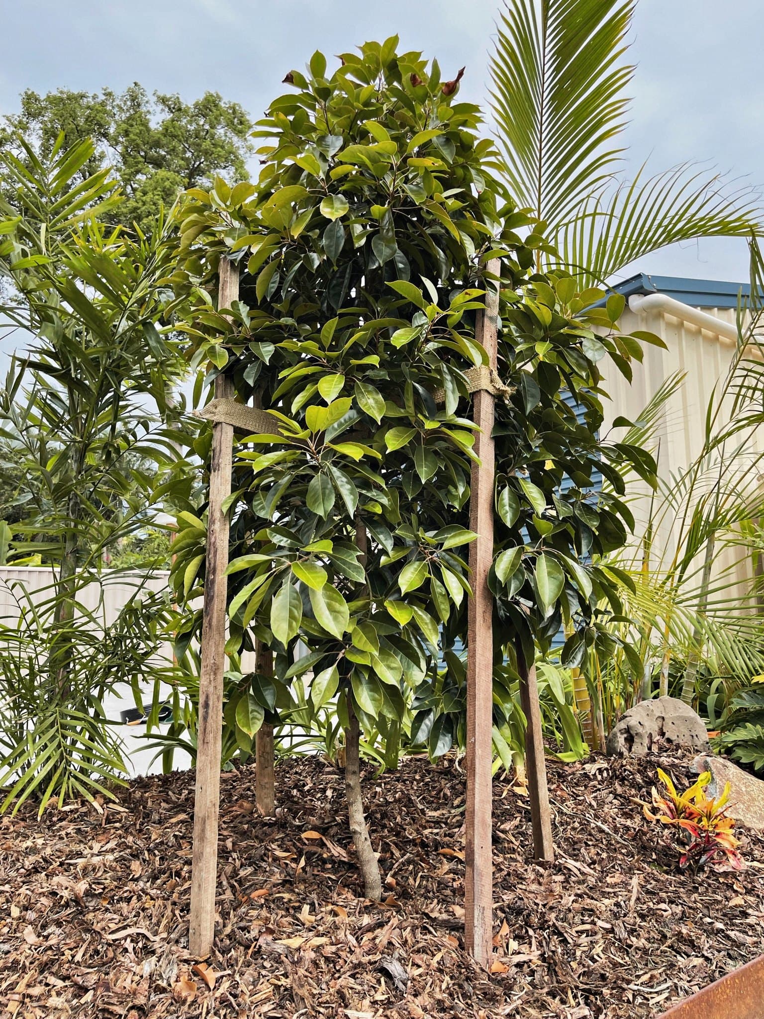 Young feature trees planted and staked