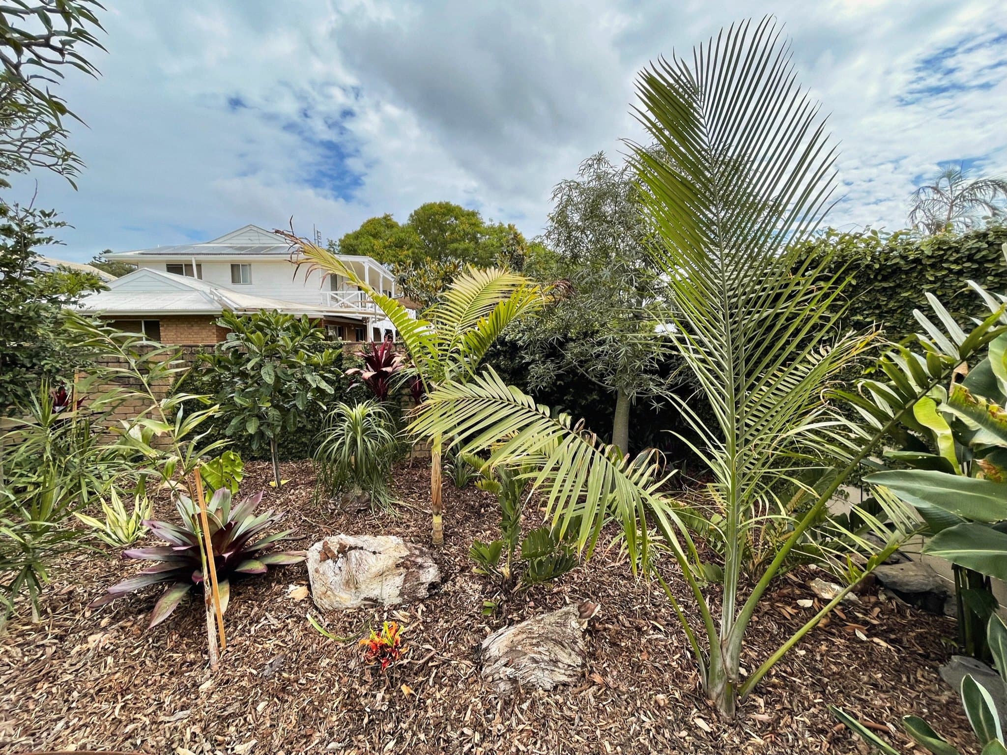 New subtropical planting with feature rocks